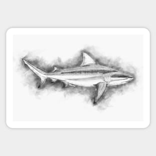 BULL SHARK Fine Art Sketch Drawing for the Ocean and Animal Lovers Sticker